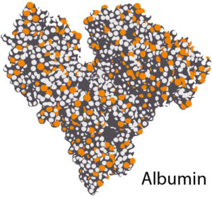 Glycated Albumin