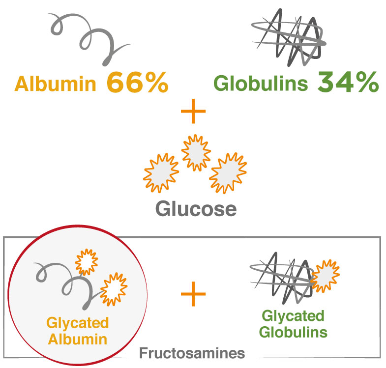 Glycated-Albumin-formula Glycated-Albumin-formula