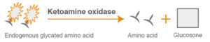 Glycated Albumin principle